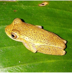 Dendropsophus bogerti