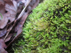 Scleropodium julaceum