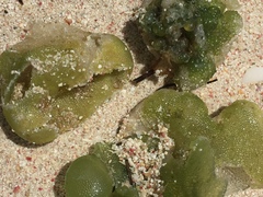 Dictyosphaeria cavernosa