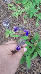 Salvia clinopodioides