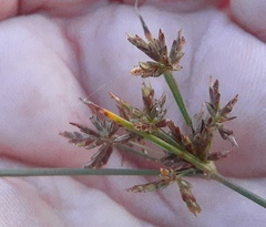 Cyperus grayi