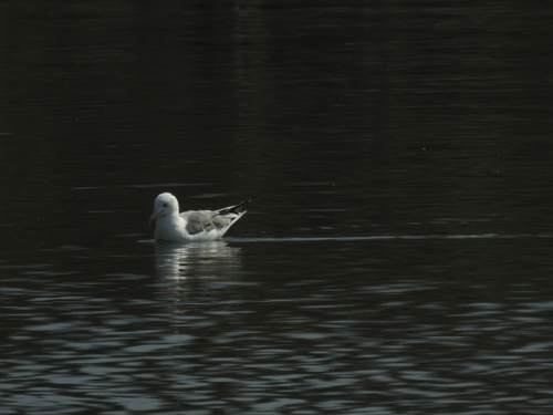 Ring-billed Gull photographed in Montana