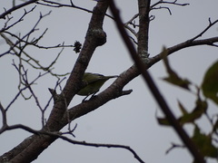 Vireo solitarius