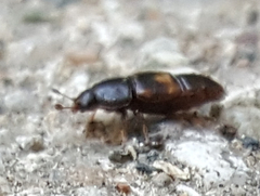 Carpophilus
