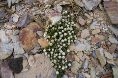 Nassauvia pygmaea