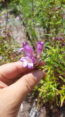Penstemon tepicensis