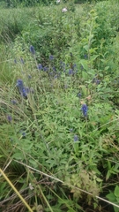 Salvia stachyoides