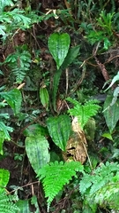 Collabium formosanum