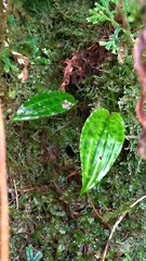 Collabium formosanum