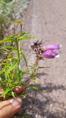 Penstemon tepicensis