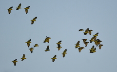 Amazona viridigenalis