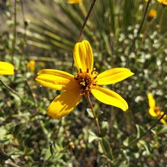 Electranthera parvifolia