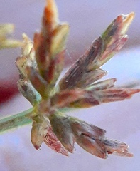 Cyperus grayi