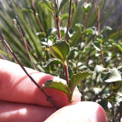 Electranthera parvifolia