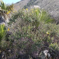 Electranthera parvifolia