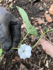 Ipomoea plebeia