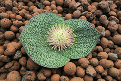 Massonia bakeriana