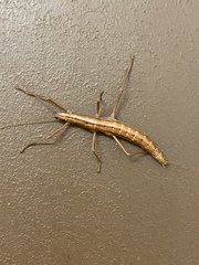 Anisomorpha ferruginea