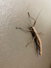 Anisomorpha ferruginea