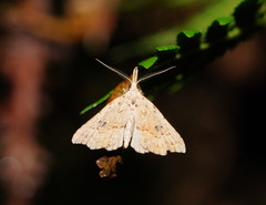 Trigonistis asthenopa
