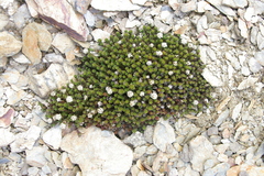 Nassauvia pygmaea