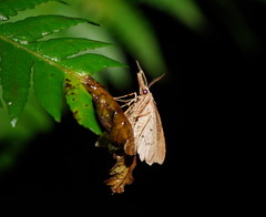 Trigonistis asthenopa