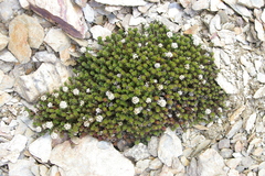 Nassauvia pygmaea