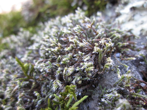iNaturalist observation photo of Grimmia Dry Rock Moss