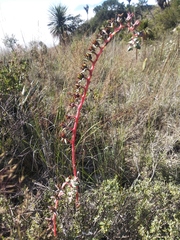 Echeveria heterosepala