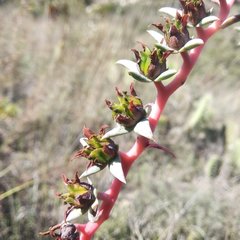 Echeveria heterosepala
