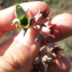 Echeveria heterosepala