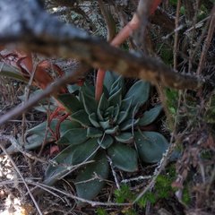 Echeveria heterosepala