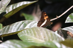 Adelpha phylaca phylaca