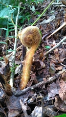 Sphaeropteris lepifera