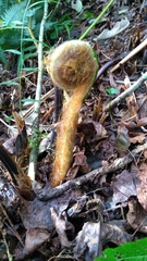 Sphaeropteris lepifera