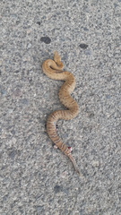 Crotalus willardi meridionalis