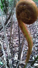 Sphaeropteris lepifera