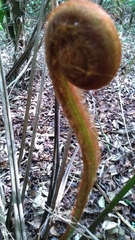 Sphaeropteris lepifera