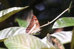 Adelpha phylaca phylaca