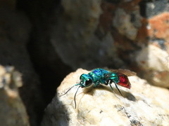 Chrysis fulgida