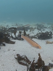 Halichoeres californicus