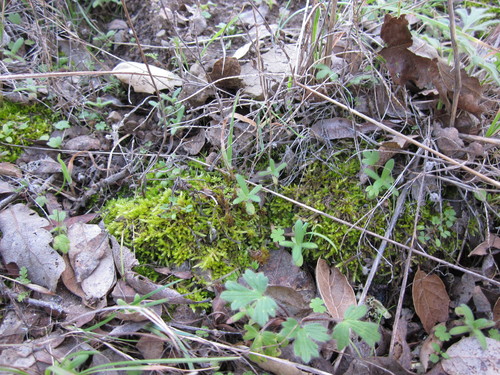 iNaturalist observation photo of Sandwort Homalothecium Moss