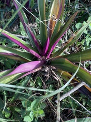 Tradescantia spathacea
