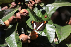 Adelpha paroeca