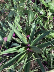 Tradescantia spathacea