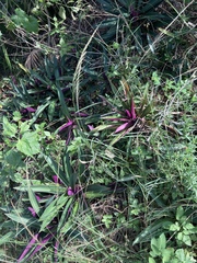 Tradescantia spathacea