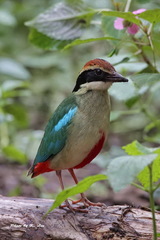 Fairy Pitta photo 2