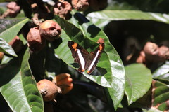 Adelpha paroeca