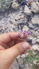 Carphochaete wislizeni