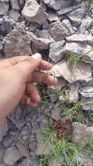 Carphochaete wislizeni